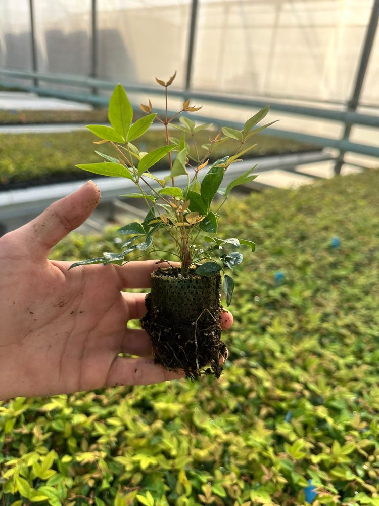 Nandina domestica — rooted tissue-culture liner, grown in Antalya