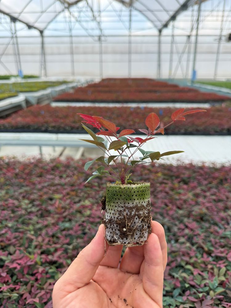 Nandina domestica 'Fire Power' — rooted tissue-culture liner, grown in Antalya