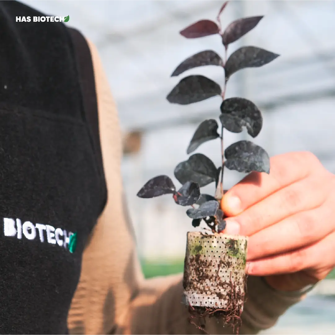 Loropetalum TC plant — HasBiotech, Antalya
