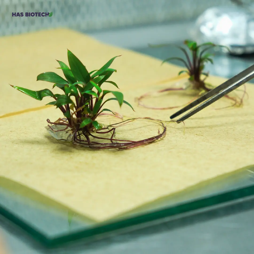 Cordyline TC plant — HasBiotech, Antalya